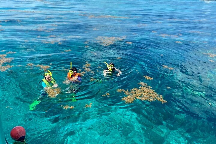 Half Day Snorkel Trip on Reefs in the Florida Keys - Photo 1 of 6